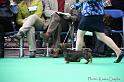 Crufts2011_2 867